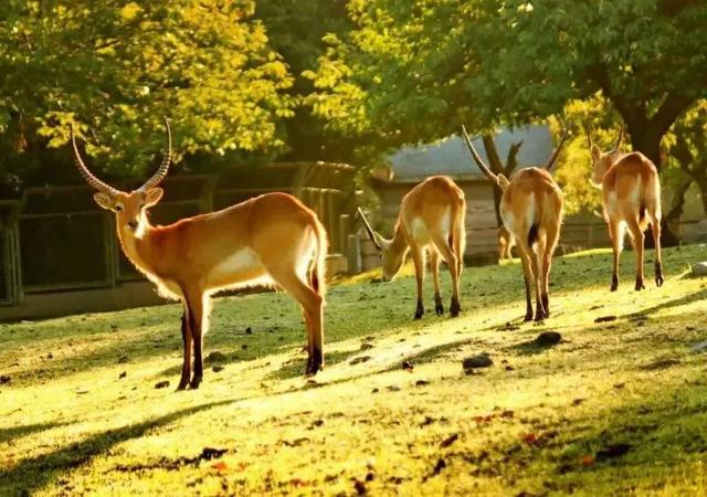 西安秦岭野生动物园开营啦「西安秦岭野生动物园开启-一场与动物的亲密接触」  第11张