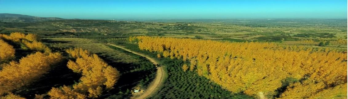 西安秋季赏红叶最佳的12个好地方？西安秋色休闲「西安秋季赏红叶最佳的12个好地方，关键还没人说气人不气人」  第2张