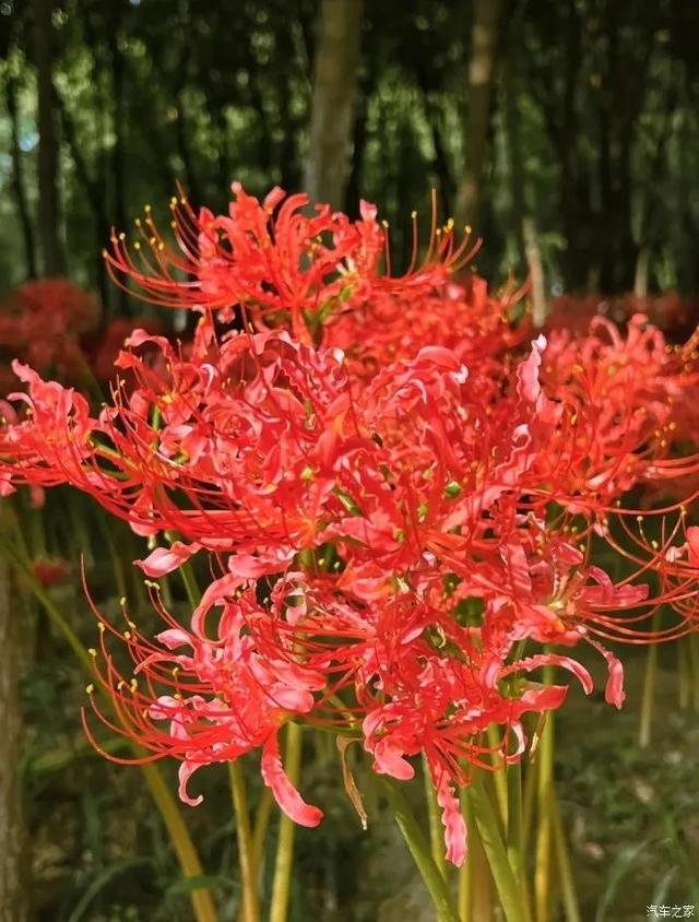 西安渭河浐灞国家湿地公园的彼岸花开了，世界dou香「西安浐河国家湿地公园彼岸花」  第1张