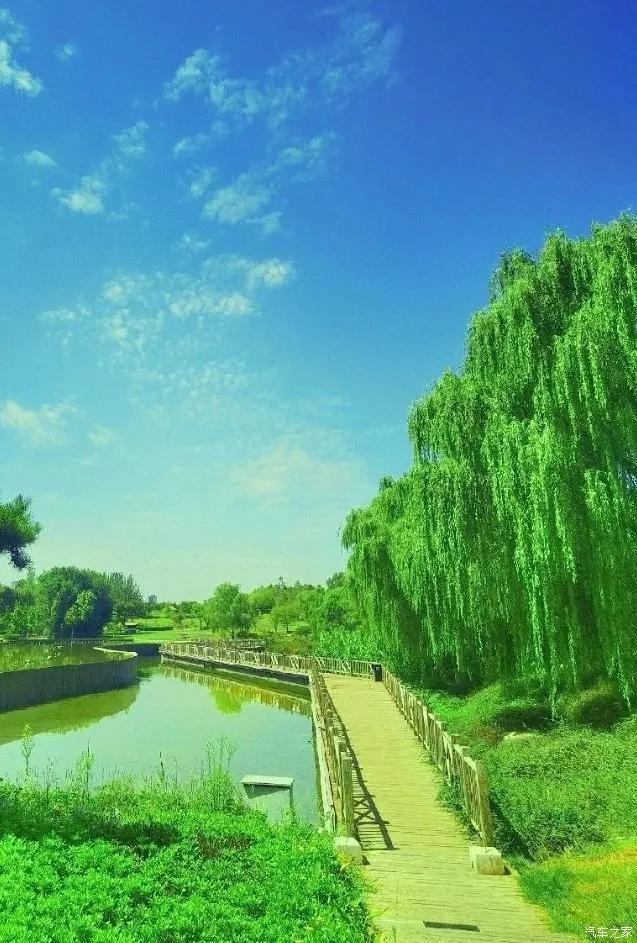 西安渭河浐灞国家湿地公园的彼岸花开了，世界dou香「西安浐河国家湿地公园彼岸花」  第6张