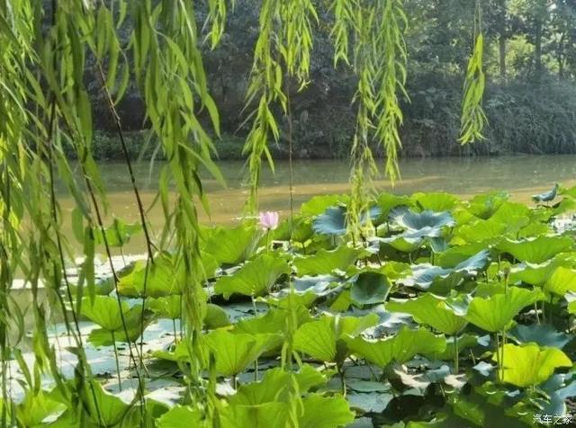 西安渭河浐灞国家湿地公园的彼岸花开了，世界dou香「西安浐河国家湿地公园彼岸花」  第19张