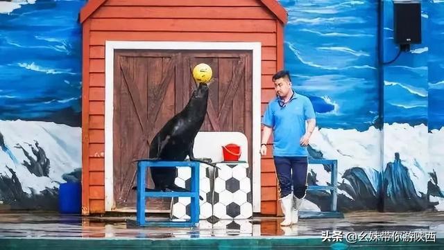 西安曲江海洋极地公园游记「西安曲江海洋极地公园」  第16张