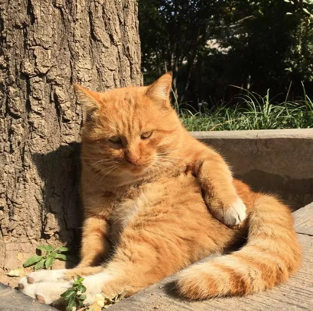 西安碑林博物馆的猫系首领，势力强大「西安碑林博物馆“飒露黄——噬元兽”」  第17张