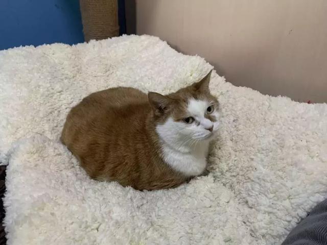西安碑林博物馆的猫系首领，势力强大「西安碑林博物馆“飒露黄——噬元兽”」  第27张