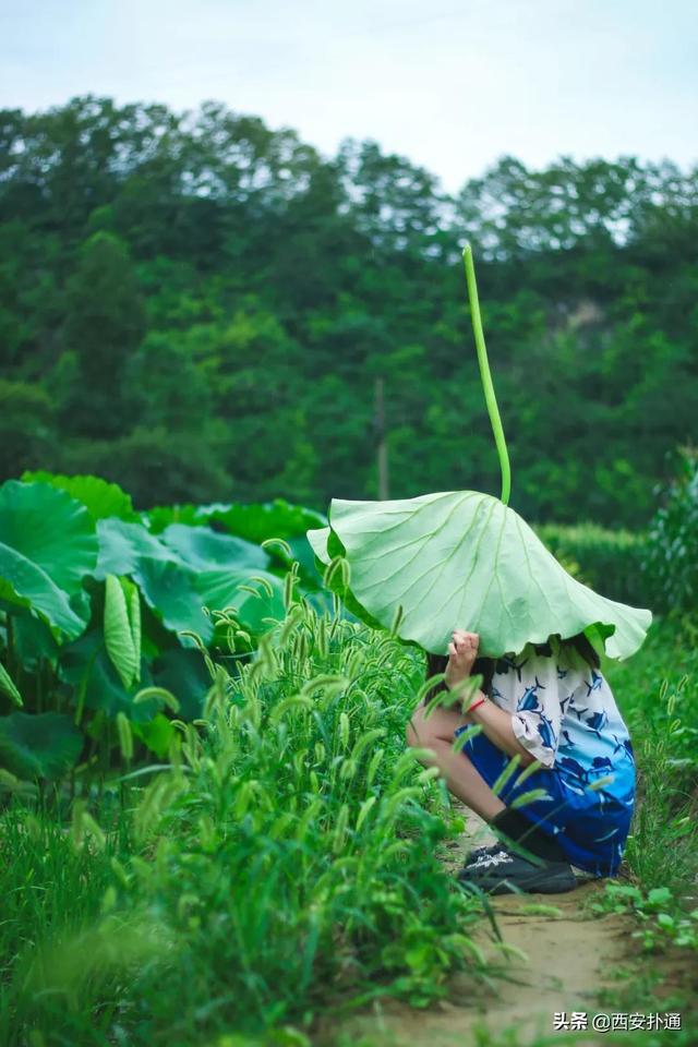 西安郊区休闲summerlife格兰篷帐篷营地「西安夏日荷花盛开季节在此感受大自然赋予大自然赋予的身心享受」  第56张