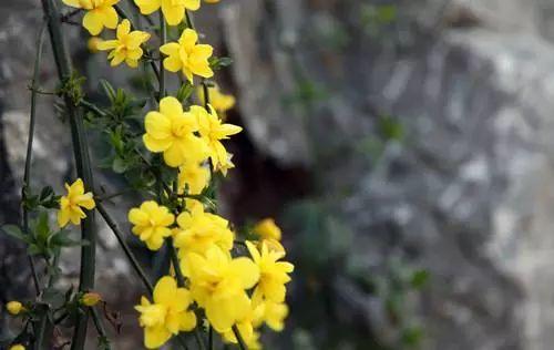 西安西郊周末休闲春回大地赏花好时光…贴心蔷薇花…「2018西安赏花攻略」  第4张