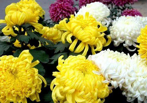 西安西郊周末休闲春回大地赏花好时光…贴心蔷薇花…「2018西安赏花攻略」  第27张