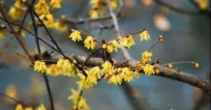 西安西郊周末休闲春回大地赏花好时光…贴心蔷薇花…「2018西安赏花攻略」  第41张