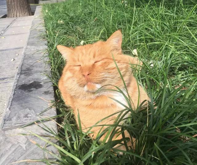 西安碑林博物馆的猫系首领，势力强大「西安碑林博物馆猫系首领飒露黄——噬元兽」  第20张