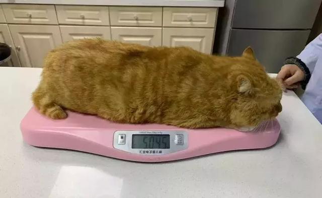 西安碑林博物馆的猫系首领，势力强大「西安碑林博物馆猫系首领飒露黄——噬元兽」  第42张