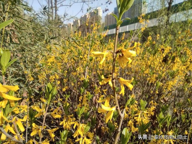 西安高新属于西郊还是南郊？「地处西安南边的地方有什么」  第6张