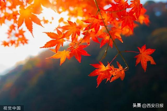 去西安冬天要带什么？「冬天西安旅游带什么2、去西安冬天要带什么物品（图）」  第2张