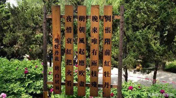 西安赏牡丹攻略「西安旅游攻略|西安赏牡丹」  第23张