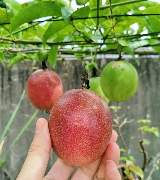西安无花果几月成熟「陕西无花果什么时候成熟」  第15张