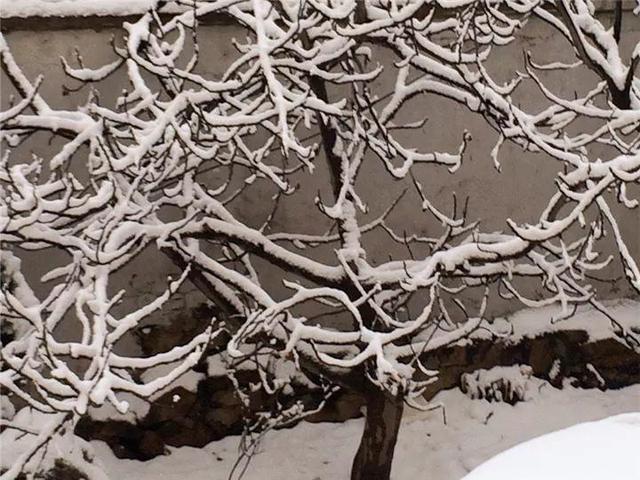 西安无花果几月成熟「陕西无花果什么时候成熟」  第27张