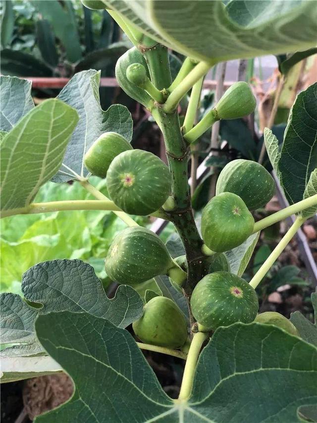 西安无花果几月成熟「陕西无花果什么时候成熟」  第28张