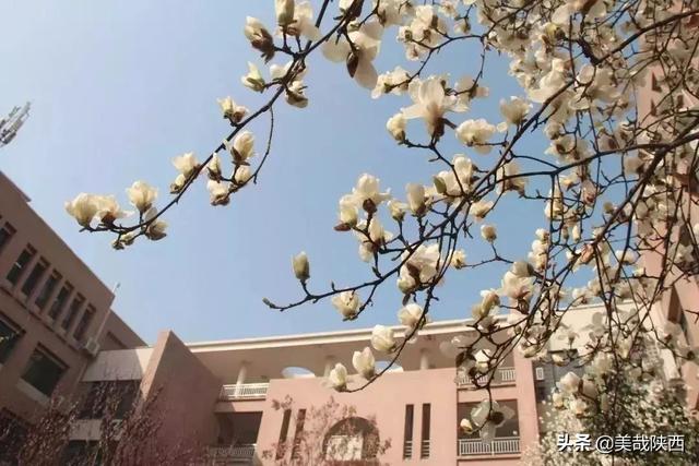 西安的花什么时候开「西安母单花什么时开」  第30张