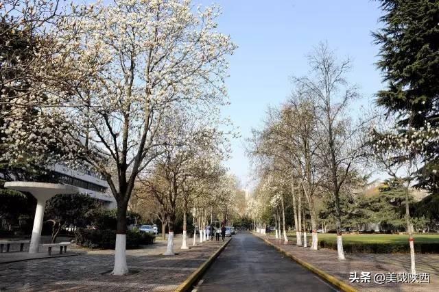 西安的花什么时候开「西安母单花什么时开」  第29张