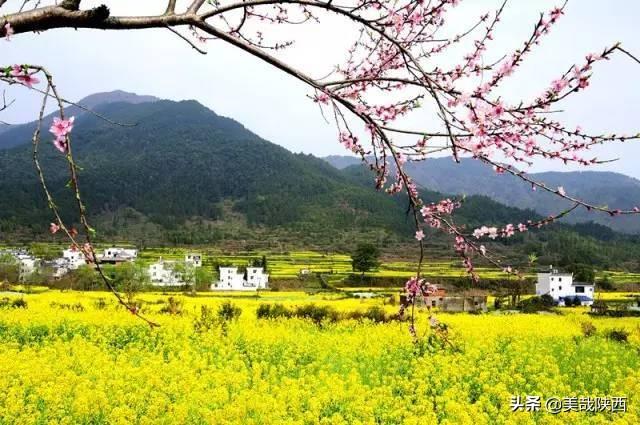 西安的花什么时候开「西安母单花什么时开」  第38张