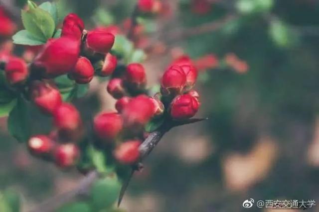 西安交通大学校园里著名的花卉有什么「西安交通大学著名花卉」  第2张