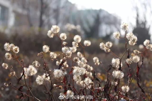 西安交通大学校园里著名的花卉有什么「西安交通大学著名花卉」  第30张