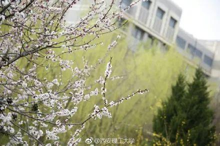 西安交通大学校园里著名的花卉有什么「西安交通大学著名花卉」  第37张
