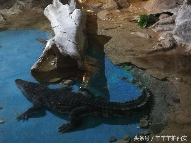 西安海洋馆3d体验馆「西安海洋馆是什么样子」  第13张