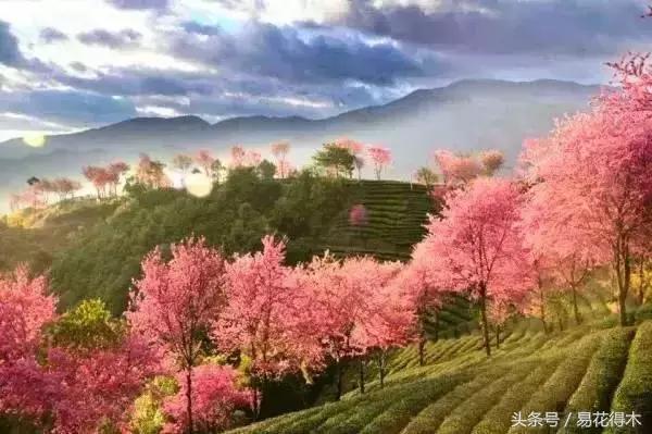 西安交大著名花卉有哪些「西安交通大学著名的花卉有哪些」  第13张
