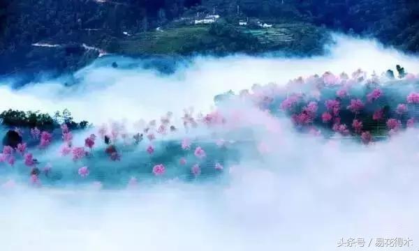 西安交大著名花卉有哪些「西安交通大学著名的花卉有哪些」  第14张