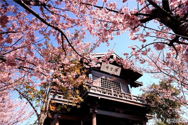 西安交大著名花卉有哪些「西安交通大学著名的花卉有哪些」  第31张