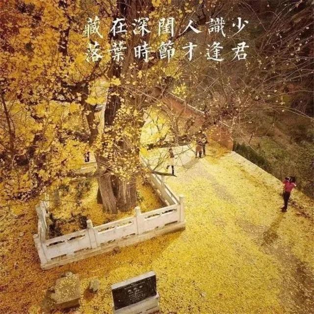 西安城里路边种的是什么树啊「西安城里路边种的是什么树」  第15张