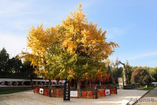 西安庭院适合种植什么花「西安适合家庭养什么花」  第8张