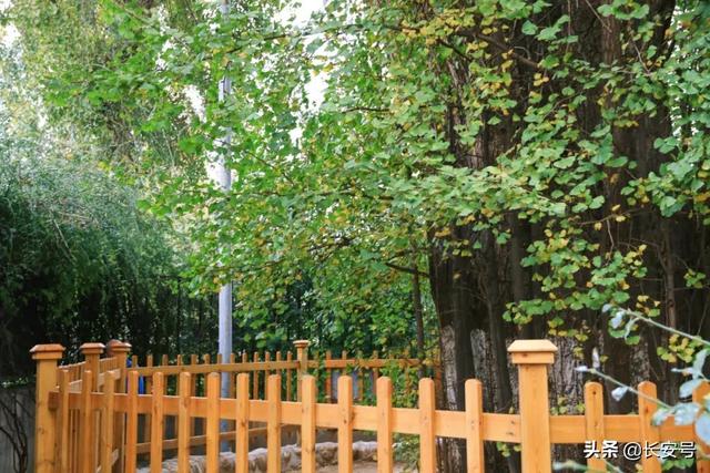 西安庭院适合种植什么花「西安适合家庭养什么花」  第6张