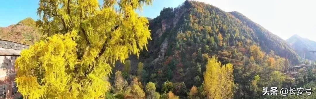 西安庭院适合种植什么花「西安适合家庭养什么花」  第4张