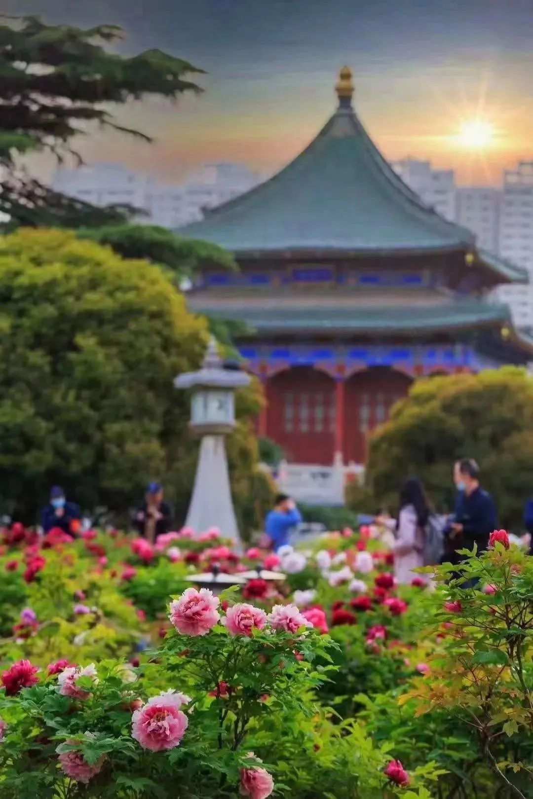 牡丹篇 来“宫里”,看花开富贵~西安曲江三宫六苑赏花季 第5张