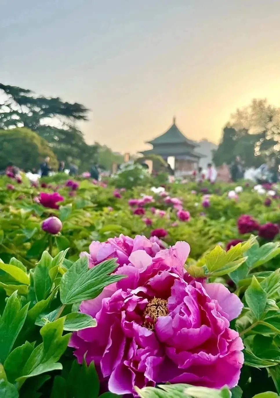 牡丹篇 来“宫里”,看花开富贵~西安曲江三宫六苑赏花季 第13张