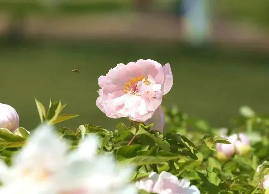 牡丹篇 来“宫里”,看花开富贵~西安曲江三宫六苑赏花季 第21张