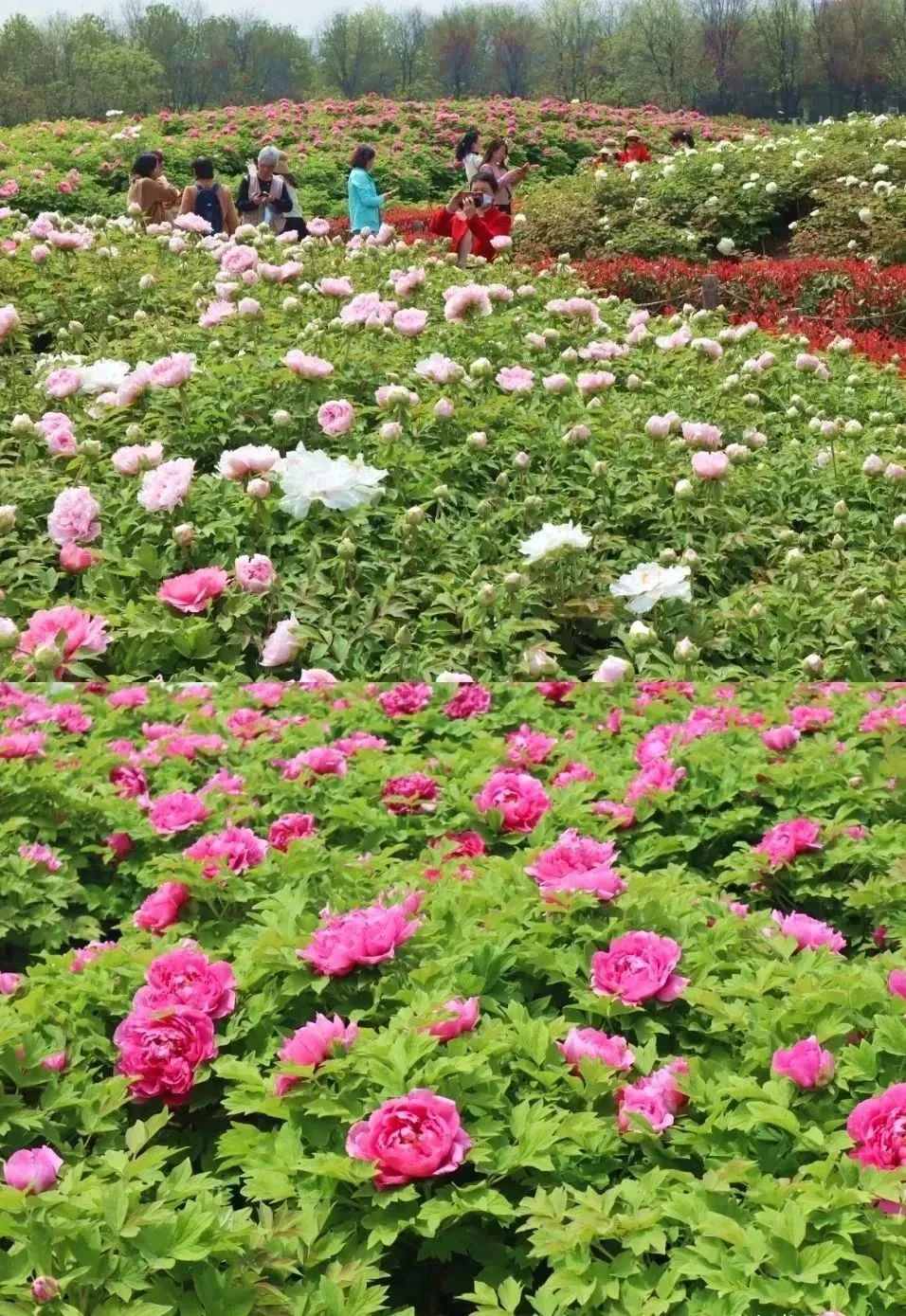 牡丹篇 来“宫里”,看花开富贵~西安曲江三宫六苑赏花季 第29张