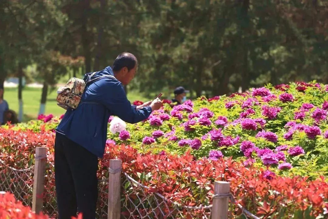 牡丹篇 来“宫里”,看花开富贵~西安曲江三宫六苑赏花季 第28张