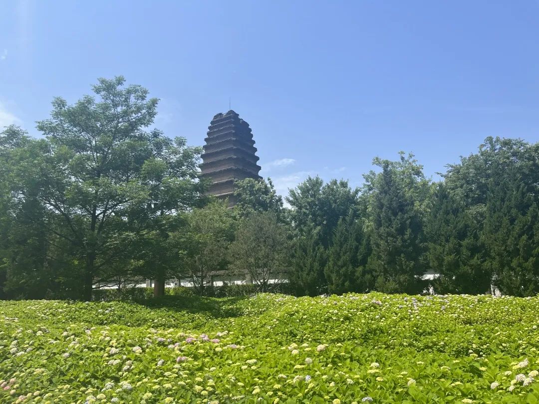 找个大晴天！我们一起去西安这些花海打卡可好？全部免费！-第4张图片