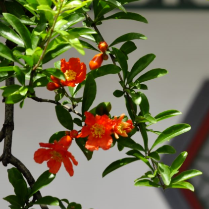 西安榴花图鉴快收藏→一日看尽“长安花”! 第16张