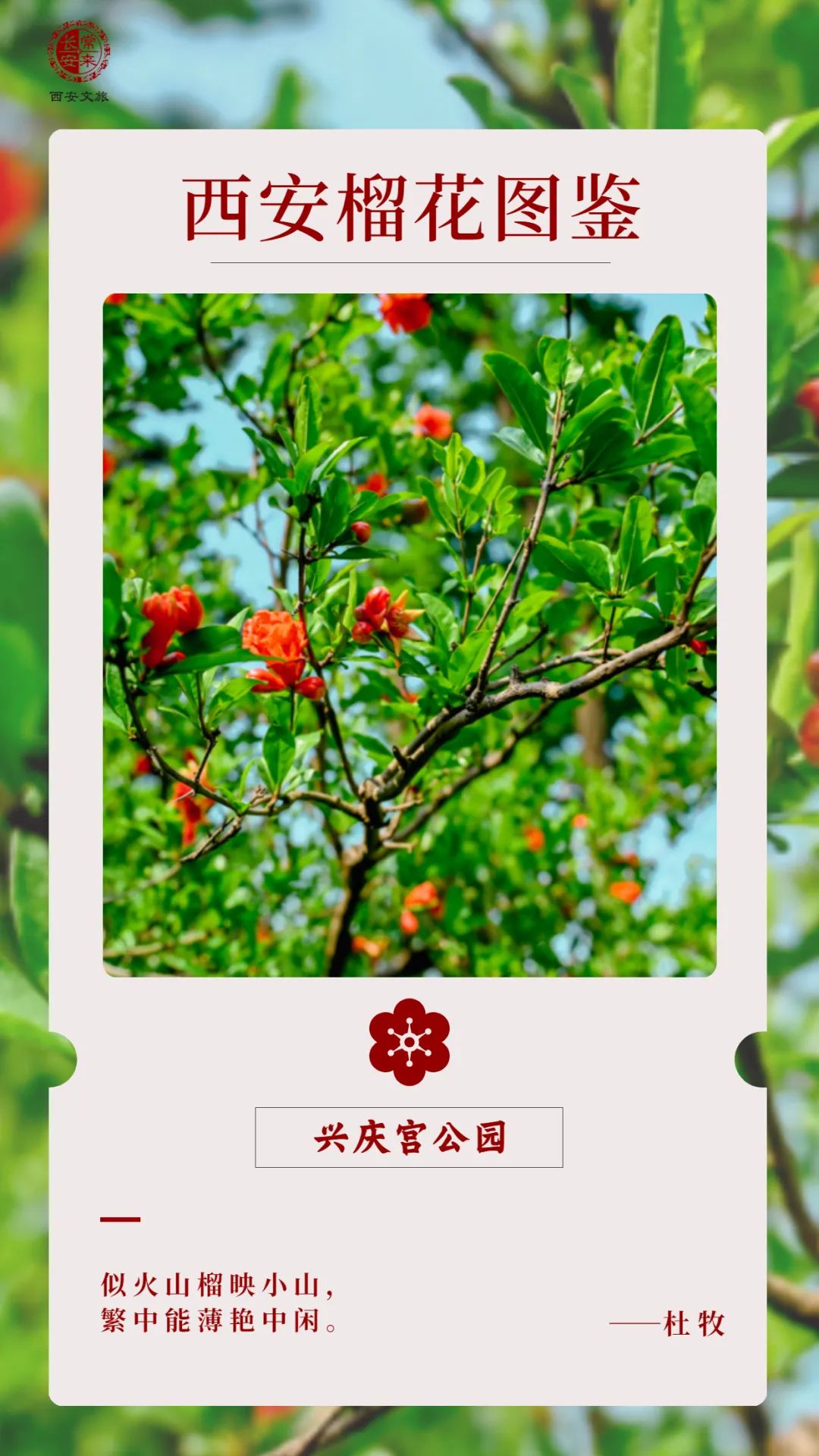 西安榴花图鉴快收藏→一日看尽“长安花”! 第26张