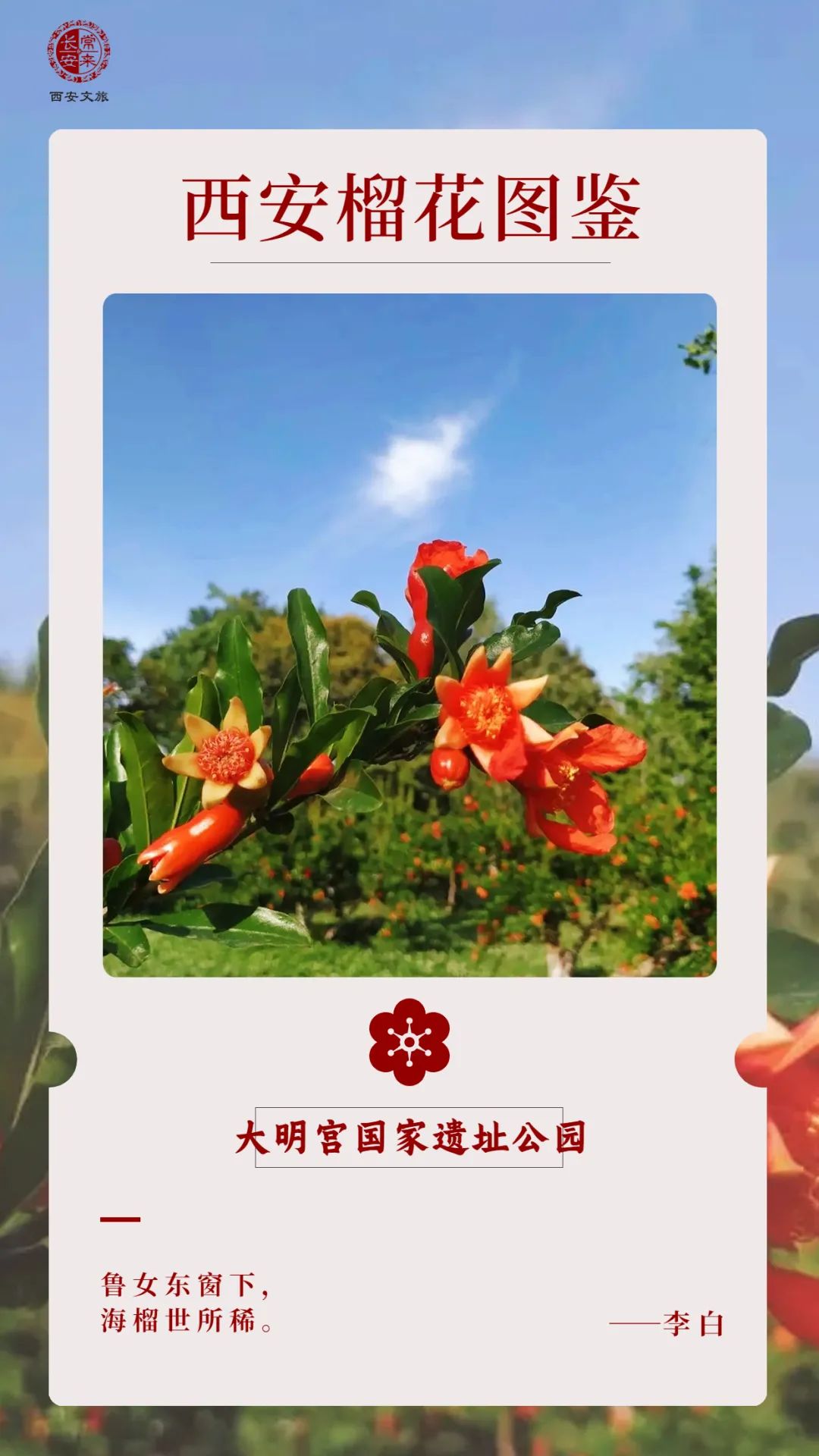 西安榴花图鉴快收藏→一日看尽“长安花”! 第33张