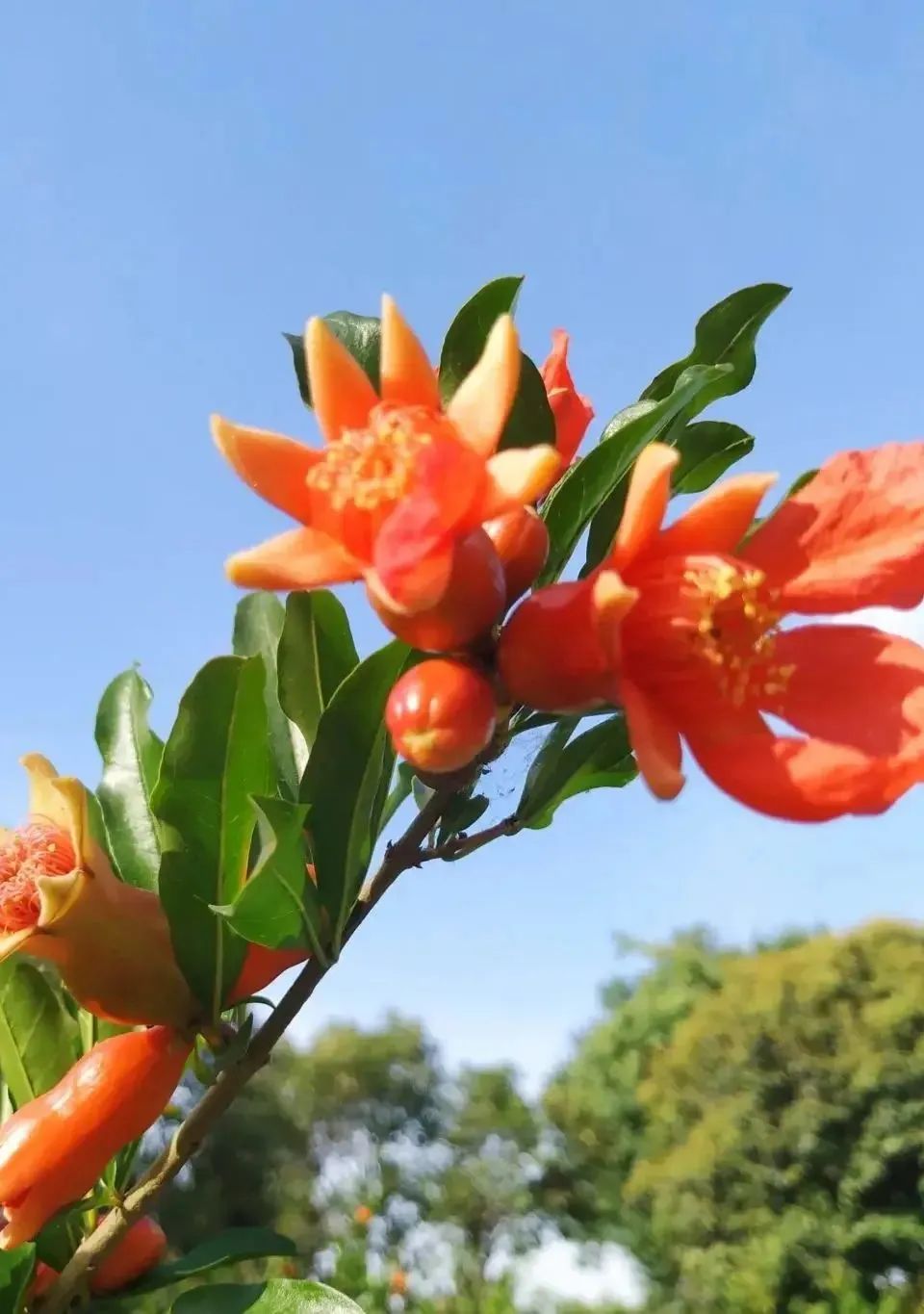 西安榴花图鉴快收藏→一日看尽“长安花”! 第38张