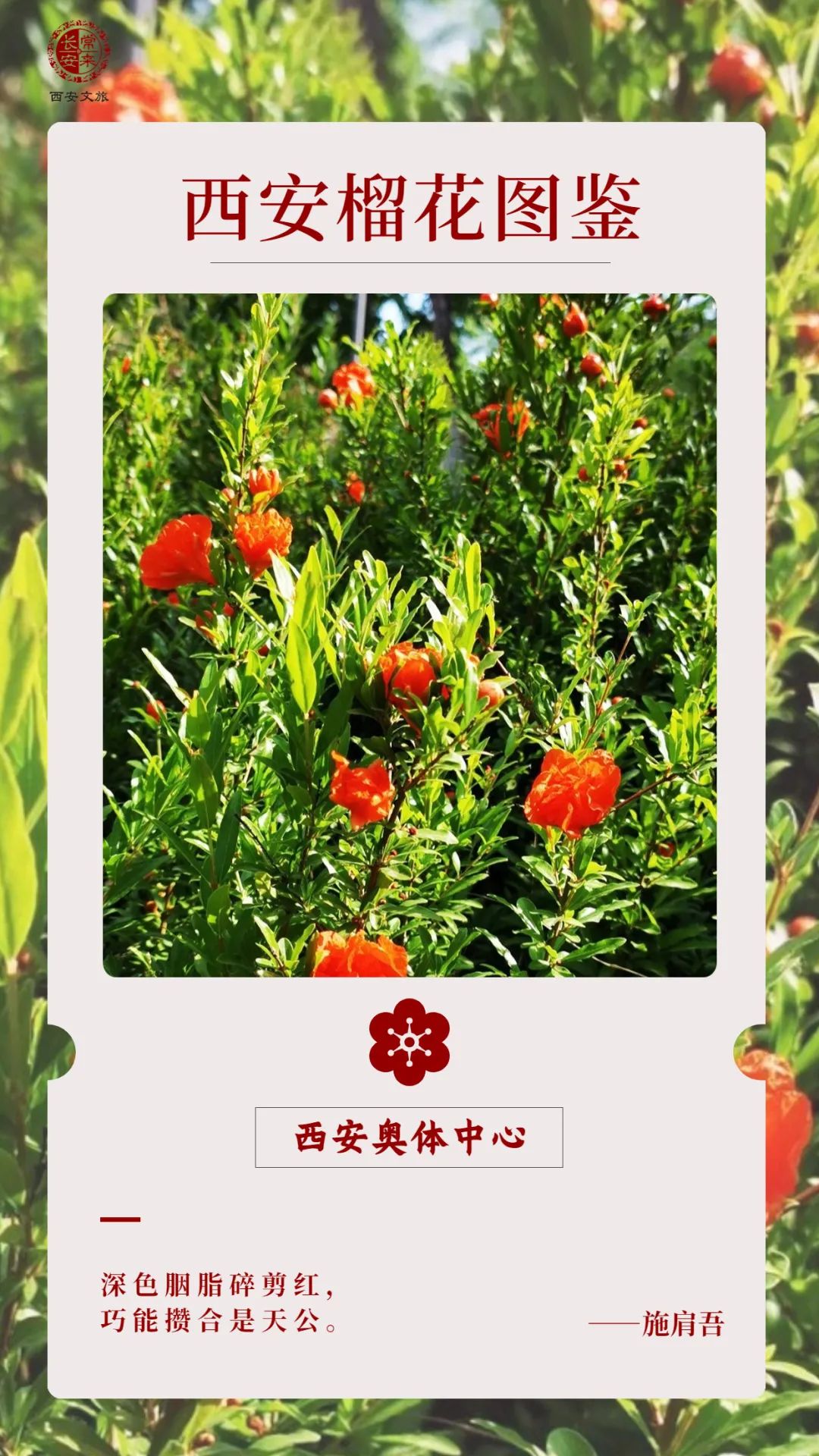 西安榴花图鉴快收藏→一日看尽“长安花”! 第40张