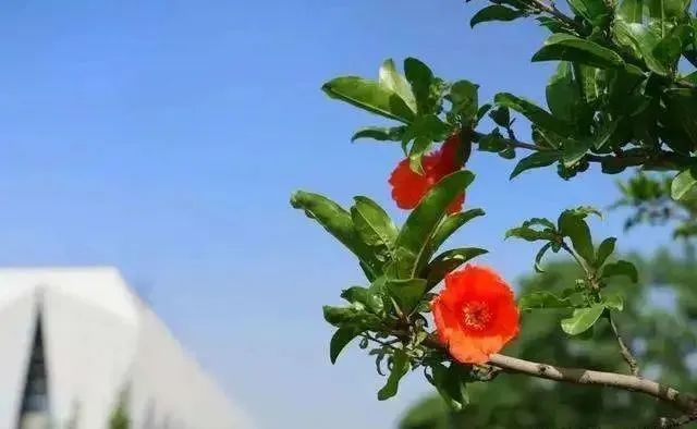 西安榴花图鉴快收藏→一日看尽“长安花”! 第41张