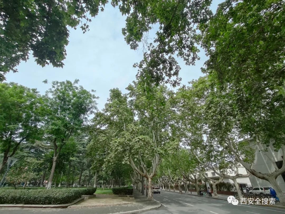 即将开建！西安又一个超级中央公园-第10张图片