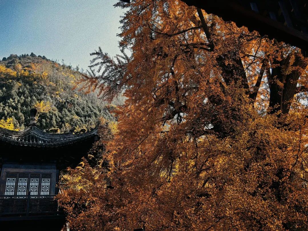 一起看看吧~西安的秋景到底有多美？-第5张图片