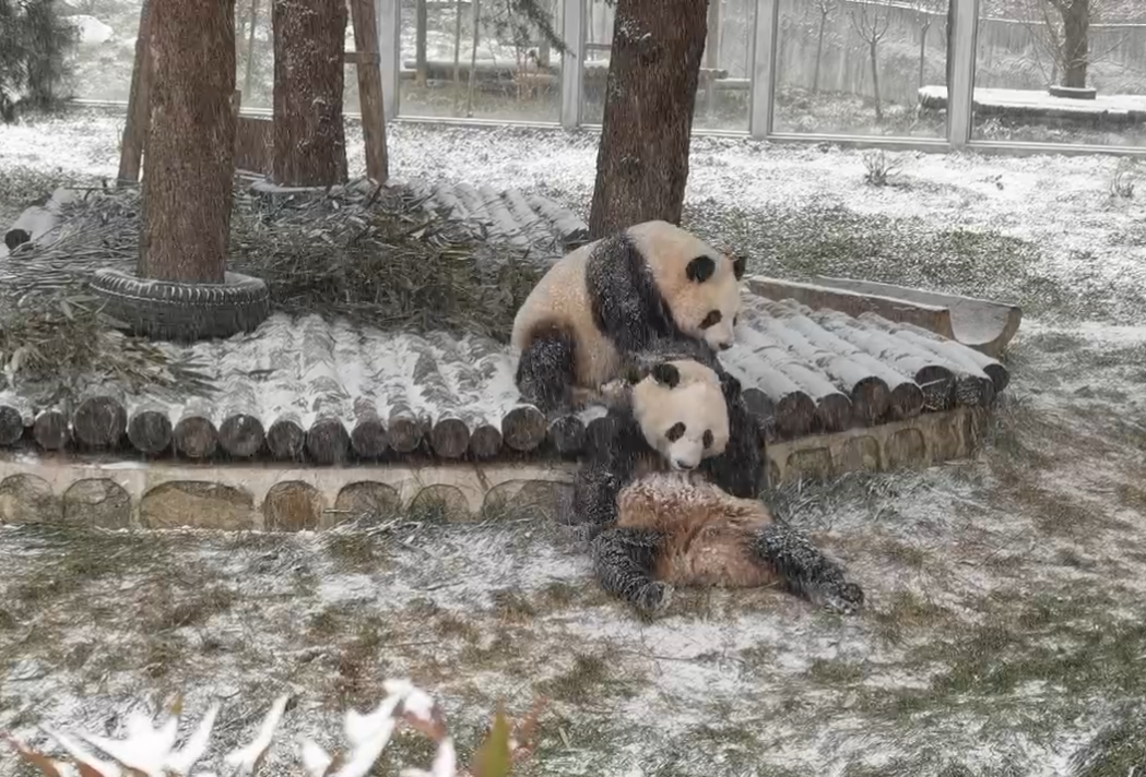 西安这些道路通行有变…多图预警!终于下雪了! 第2张