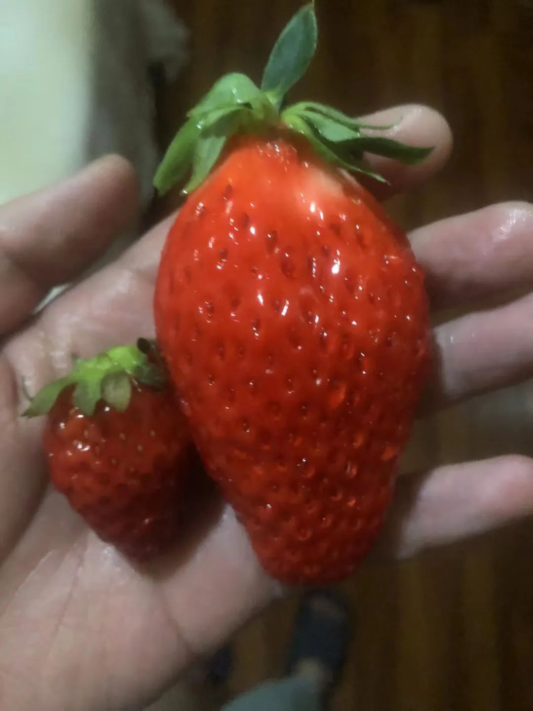 西安人能实现草莓自由吗?价格暴跌? 第2张